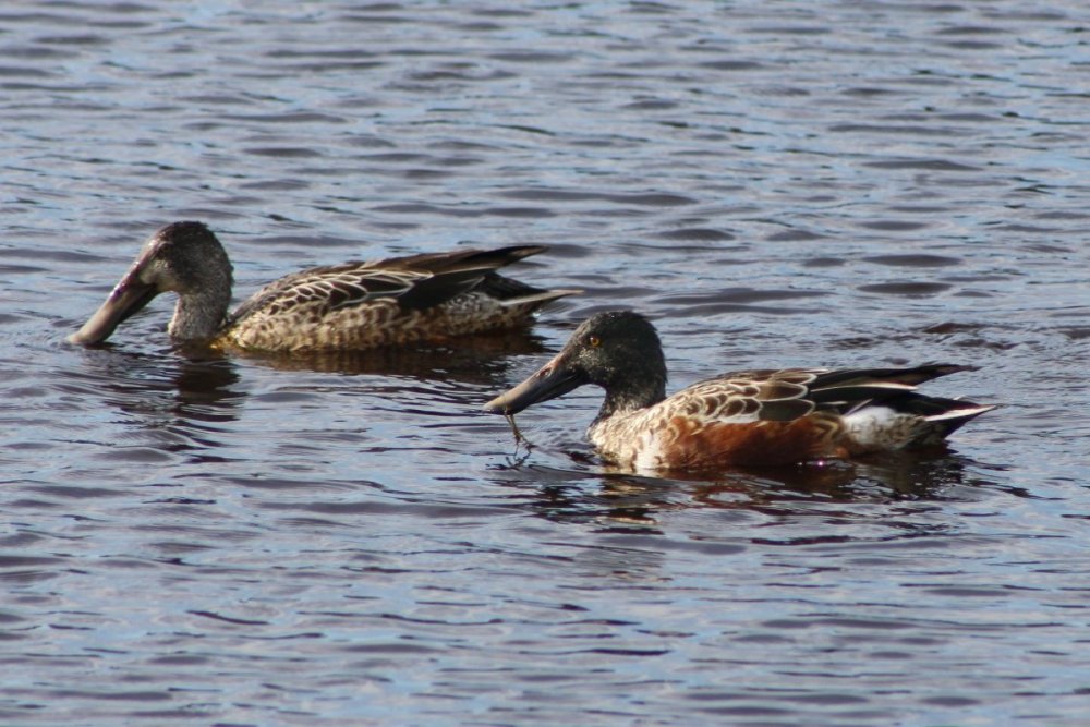 Northern shoveler - male and female - South Cape May Meadows, NJ.JPG