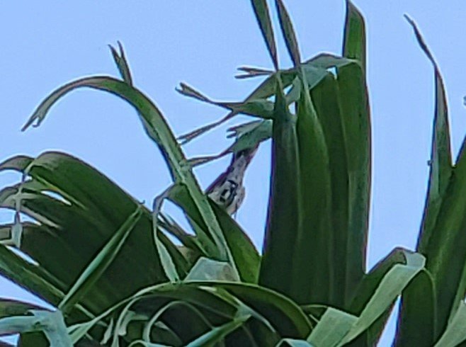 Jan 18 - Yellow-throated Warbler maybe - more underside.jpg