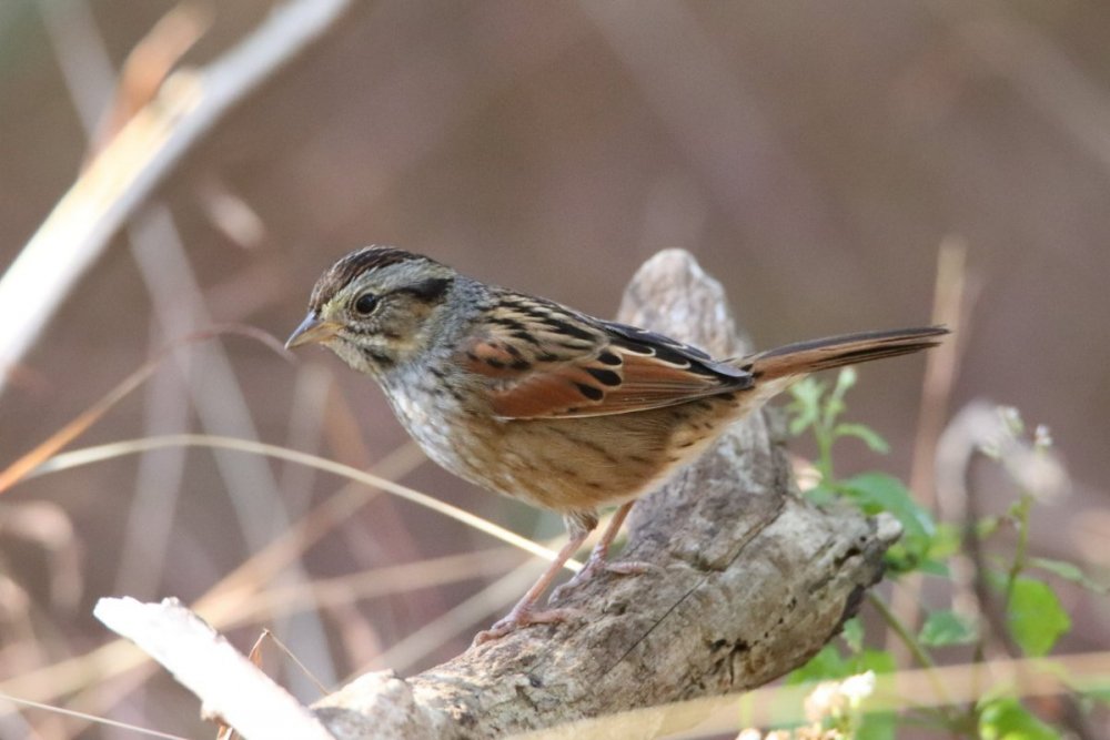Swamp sparrow - Celery Farm, NJ.JPG