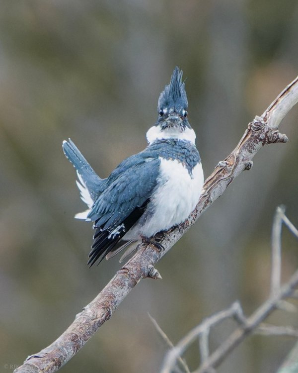 Belted Kingfisher 1m alarm CollHar 7560985-.jpg