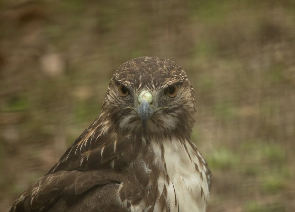 Hawk DeNoiseAI-raw.jpg