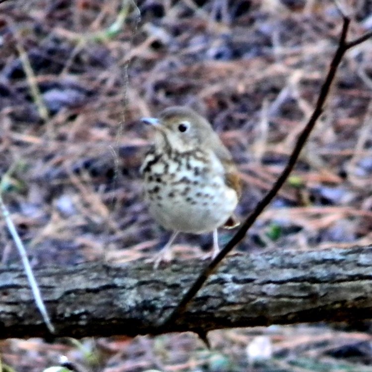 DSCN0299.jpg