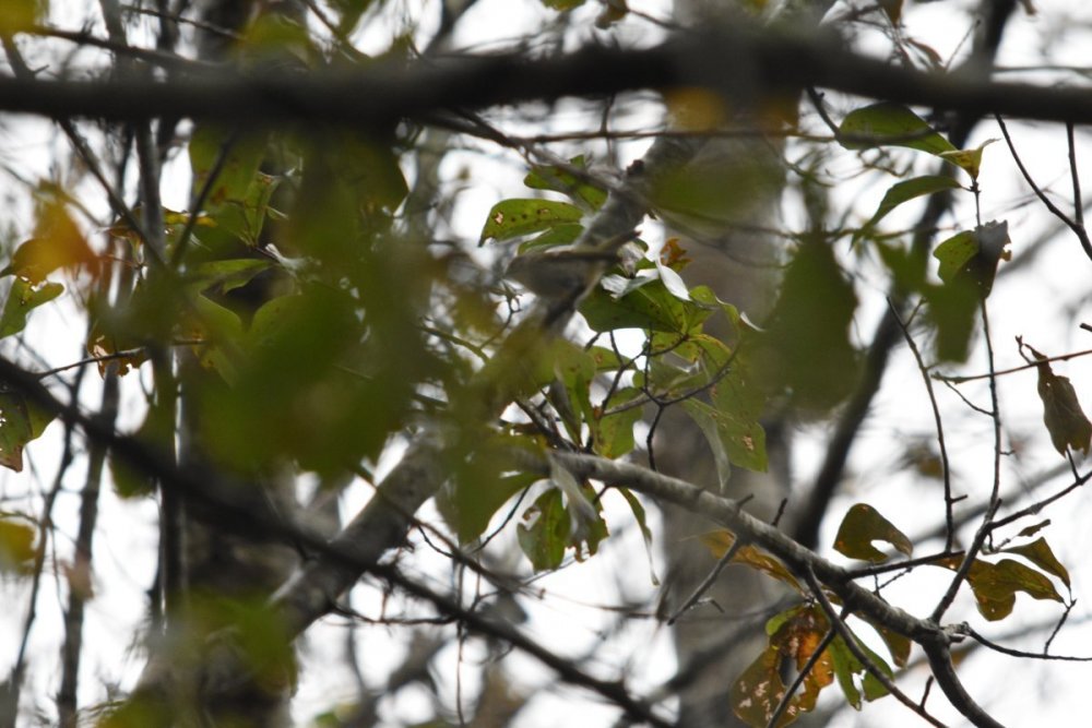 DSC_0021.JPG