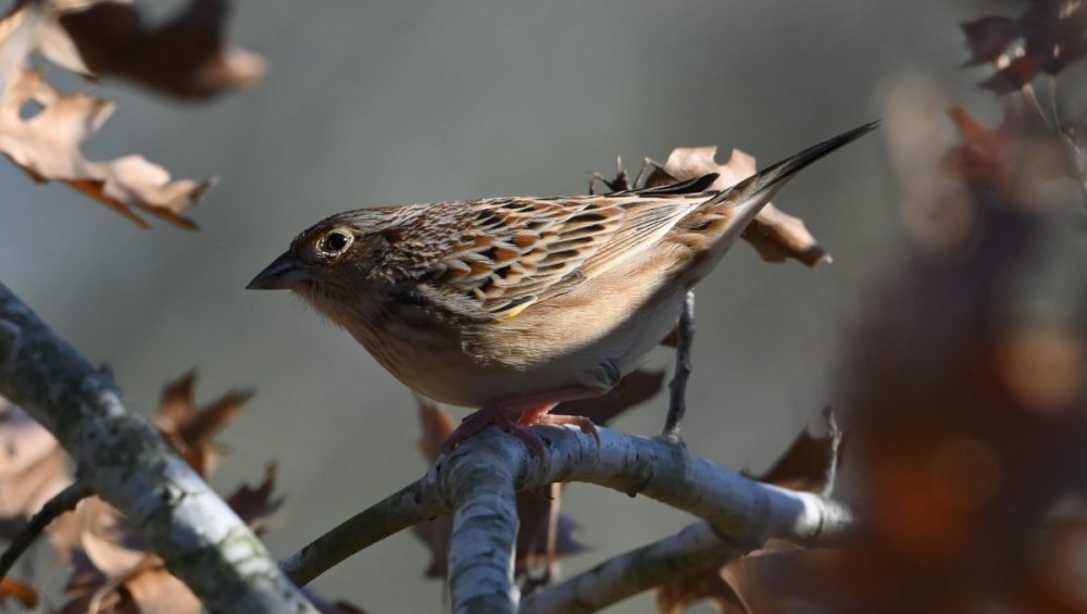 Sparrow (Grasshopper?) - City Park in Houston - Jan. 25, 2023 - Help Me ...