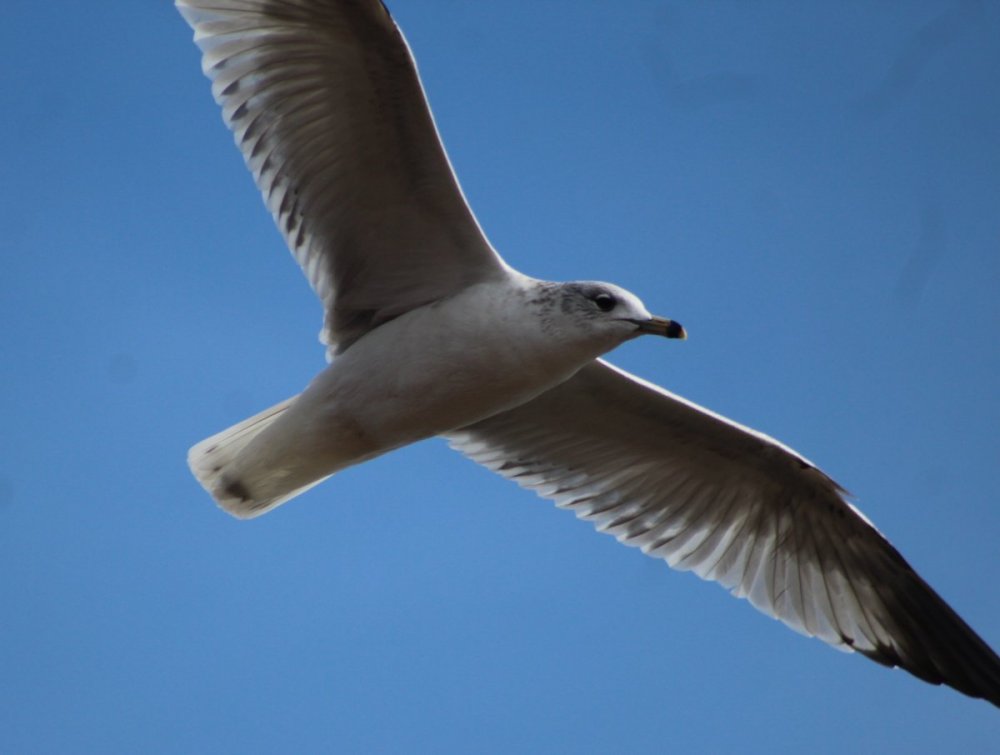 ringbilled gull in flight3.JPG