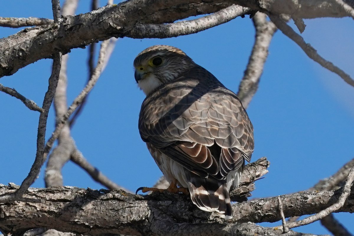 Merlin or Prairie Falcon - Help Me Identify a North American Bird -  Whatbird Community