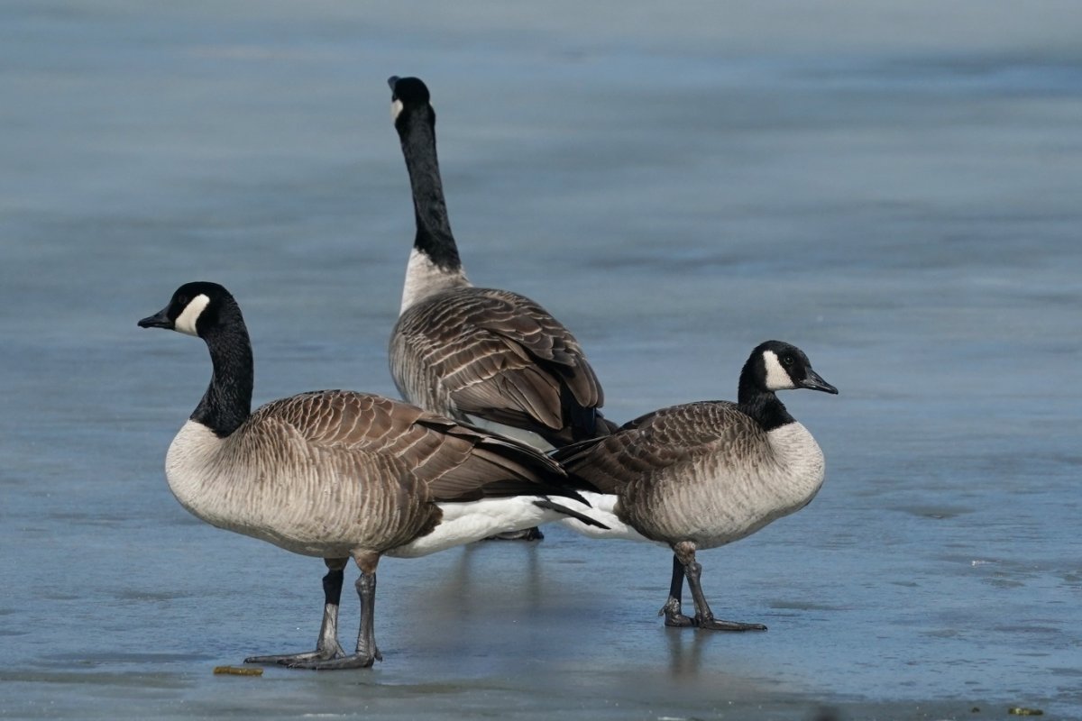 Canada goose vs top cackling goose