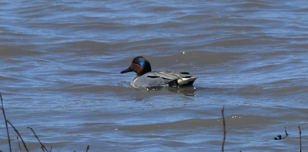 DSC_0112a.jpg