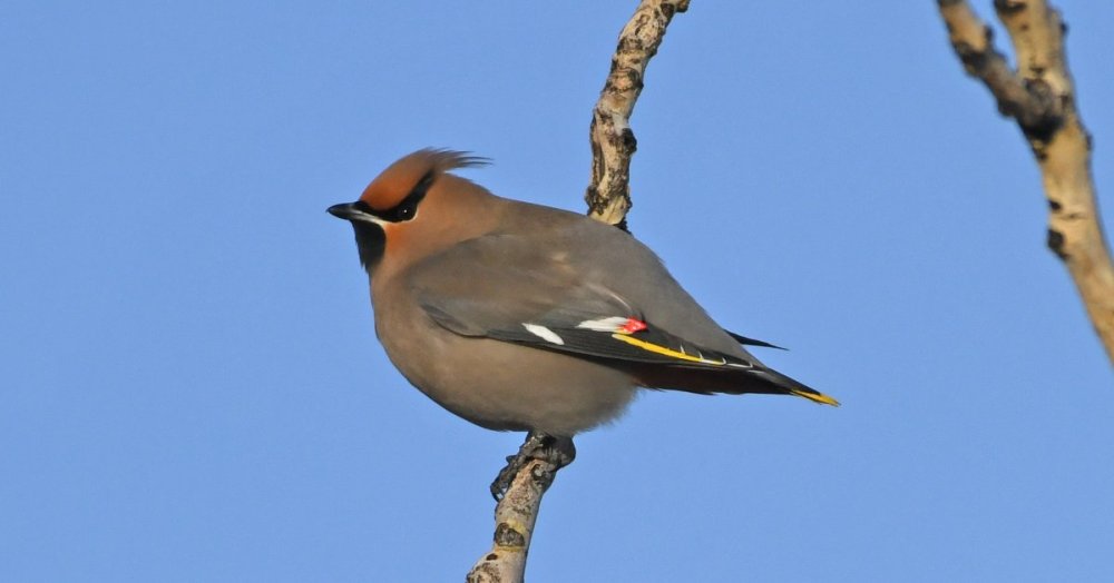 DSC_1753a.jpg