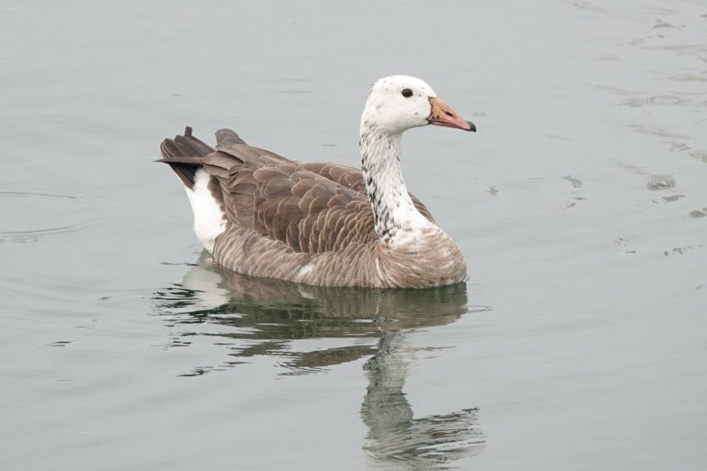 Canada Goose hybrid moulting Help Me Identify a North American Bird Whatbird Community