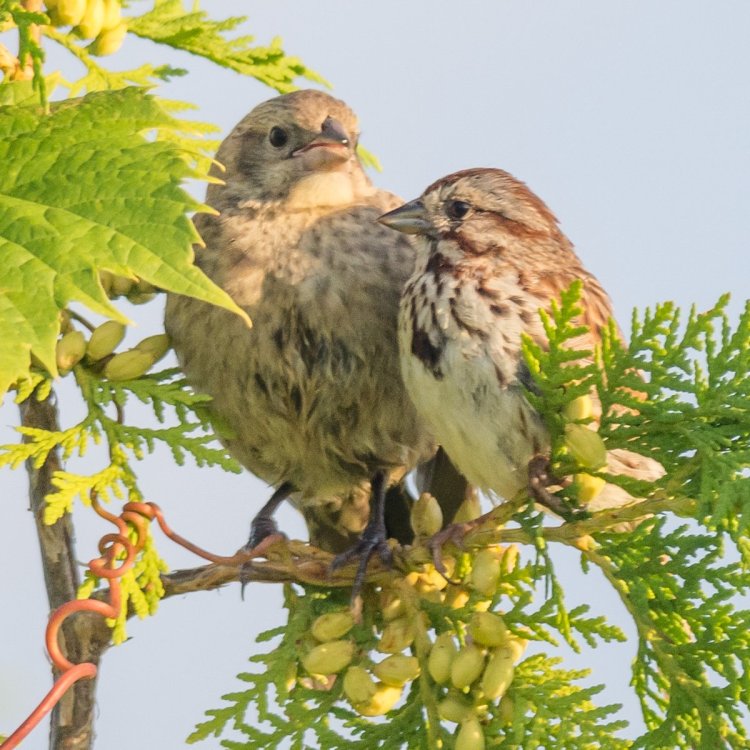 Song Sparrow and juv. Cowbird HandC-7204004.jpg
