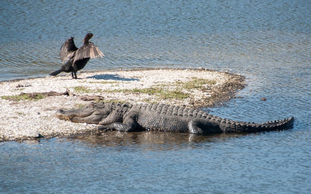 Alligator and Cormorant-.jpg