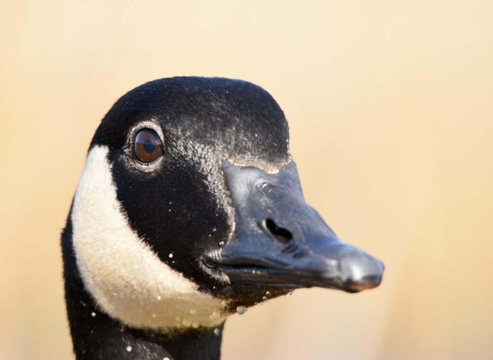 CAGO1 CROPPED.JPG