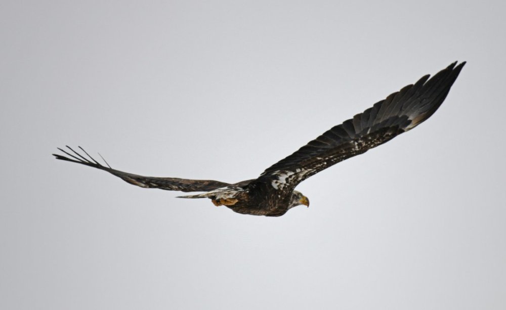 DSC_3490a.jpg