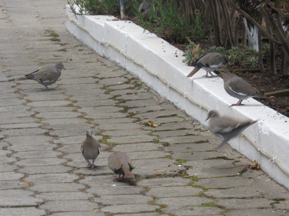 Dove-in1.thumb.jpg.7e6f4a3281c53c20b41ce97162a55c0e.jpg