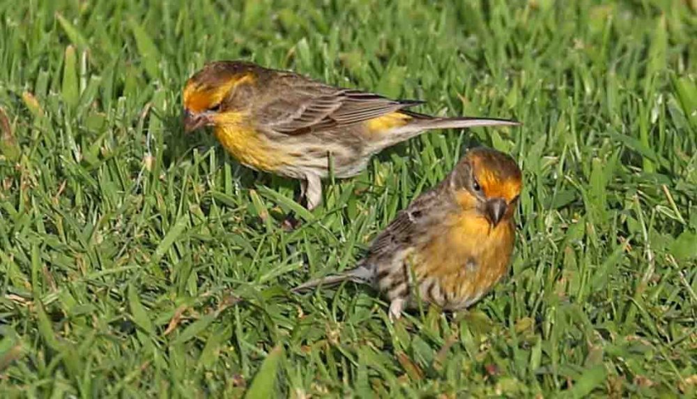 Saffron Finch or House Finch or Saffron/House Mix? Help Me Identify a