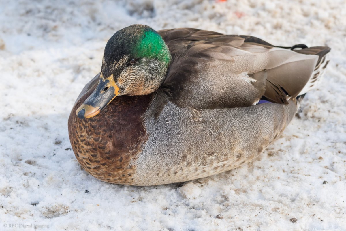 Mallard question. Help Me Identify a North American Bird Whatbird