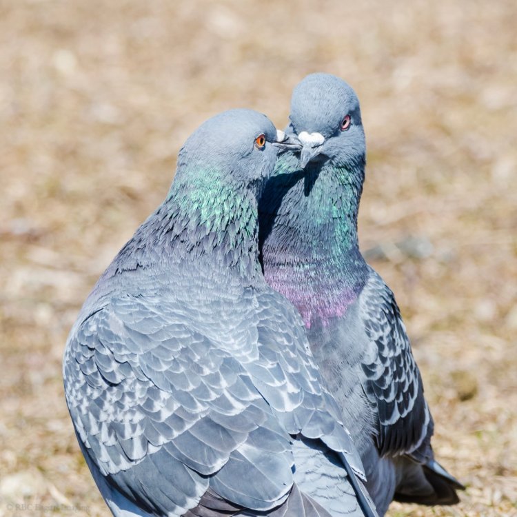 Rock Pigeon courtship HVT-7564259.jpg