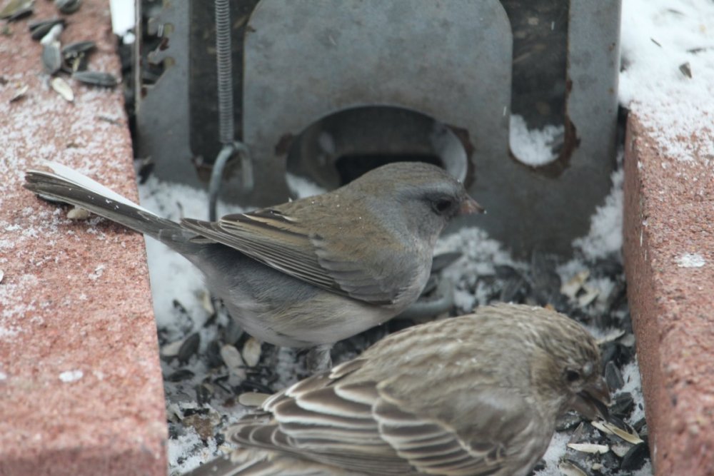 junco01.thumb.JPG.e16712be6234bb0a86162338a4cc04be.JPG