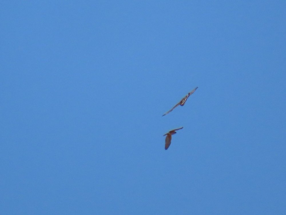 IMG_0678a.jpg