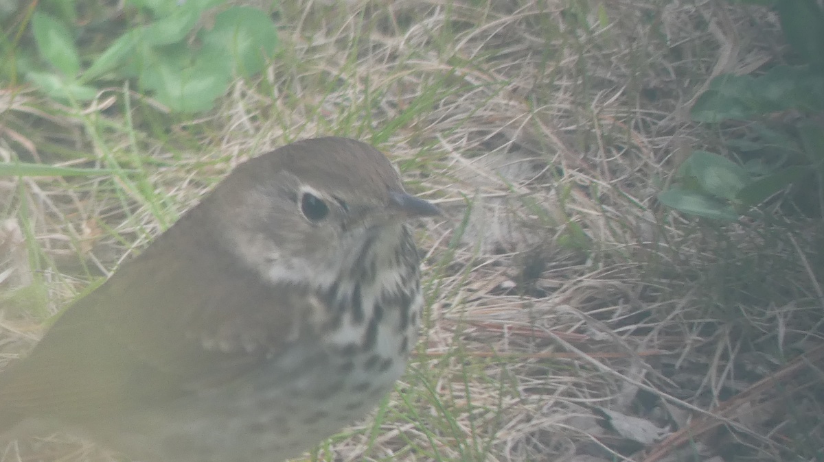 Please help me identify a Thrush on Long Island Help Me Identify a
