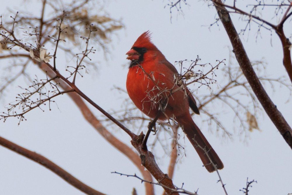 Northern cardinal - male - DeKorte Park, NJ.jpg