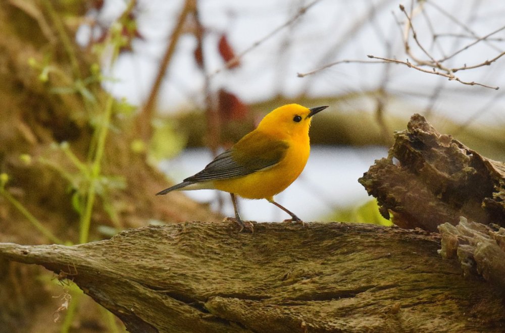 Prothonotarywarbler4-15.thumb.jpg.4e45edb553888034dfad3a043df9949c.jpg
