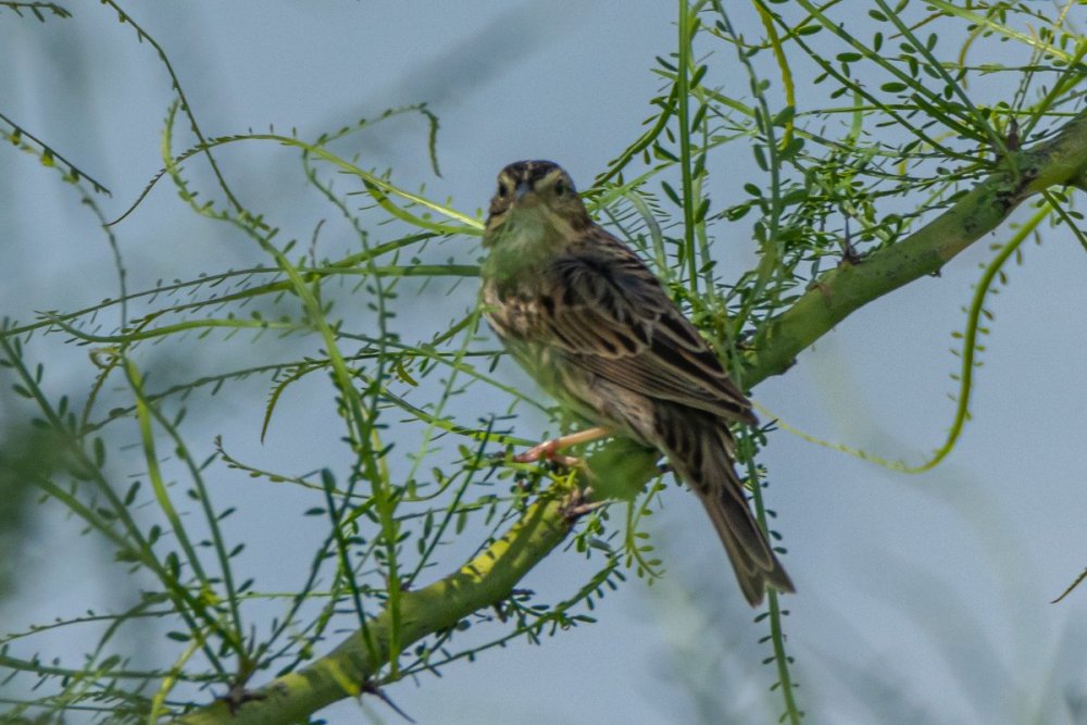 Sparrow-2.jpg