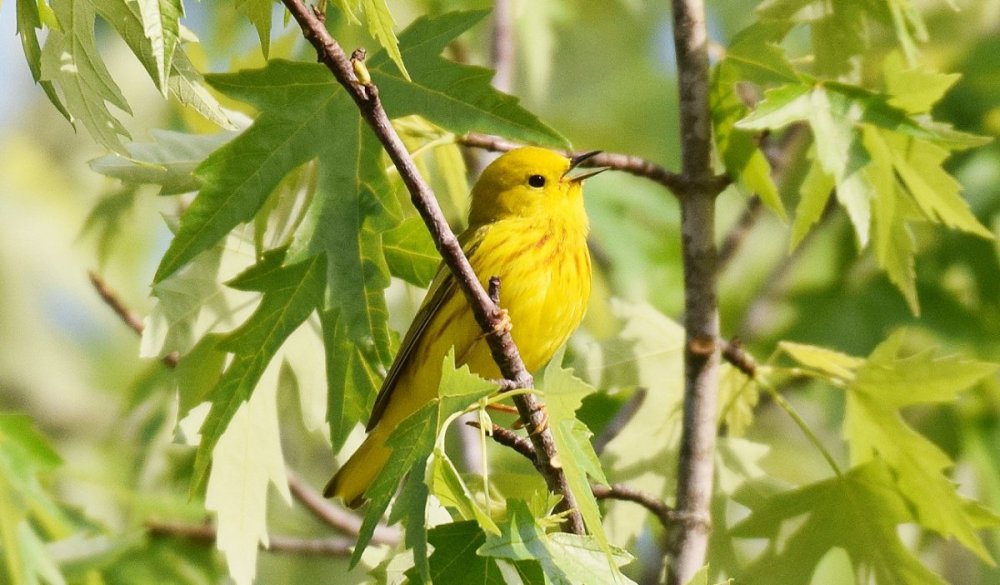 Yellow Warbler 4-26b.jpg