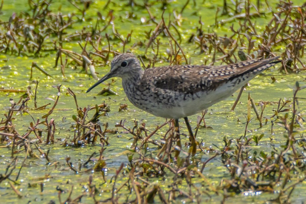Yellowlegs.jpg