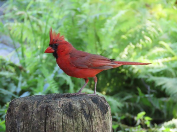 Northern Cardinal on Stump_3317.JPG