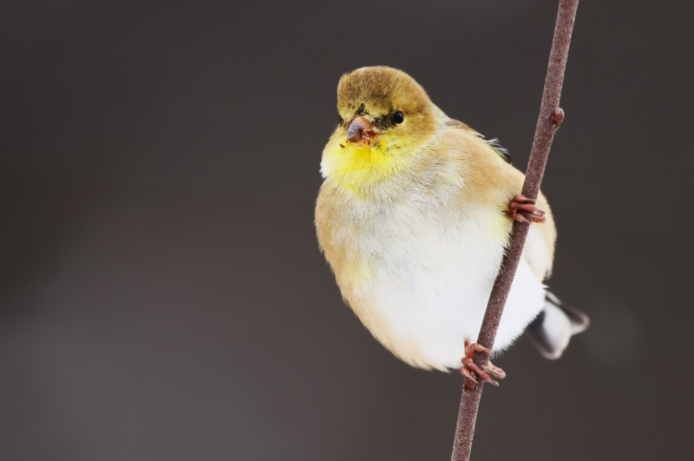 American Goldfinch #1.jpg