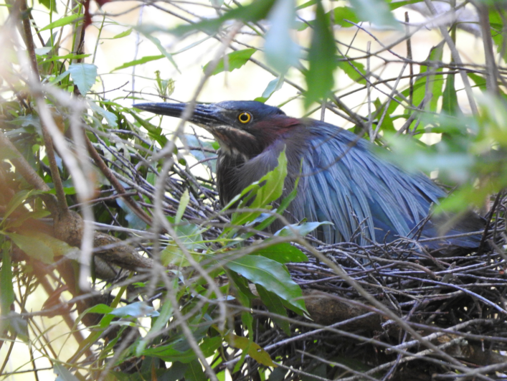 Green Heron on nest 4-25-23.PNG