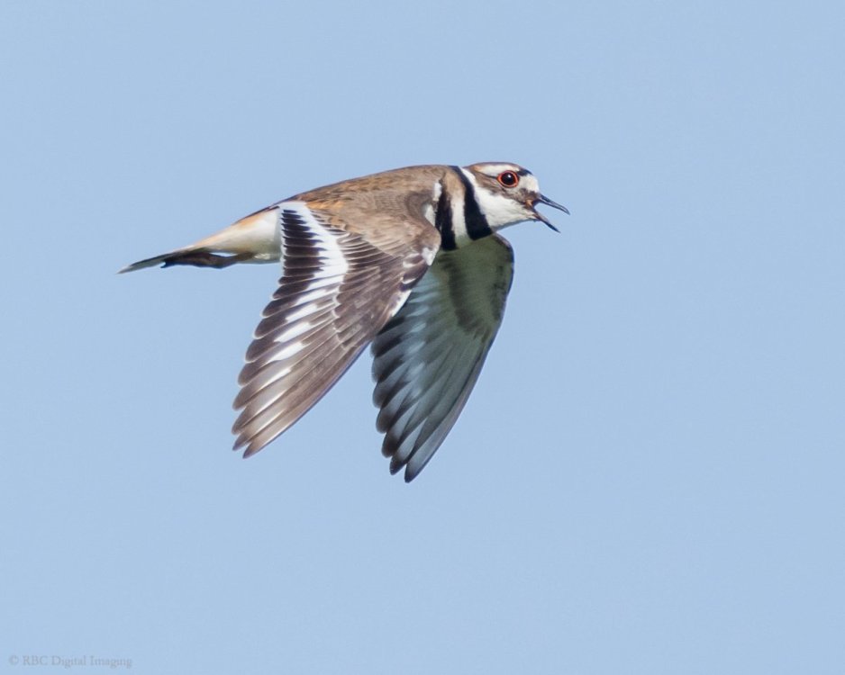Killdeer if EcoP-7567668.jpg