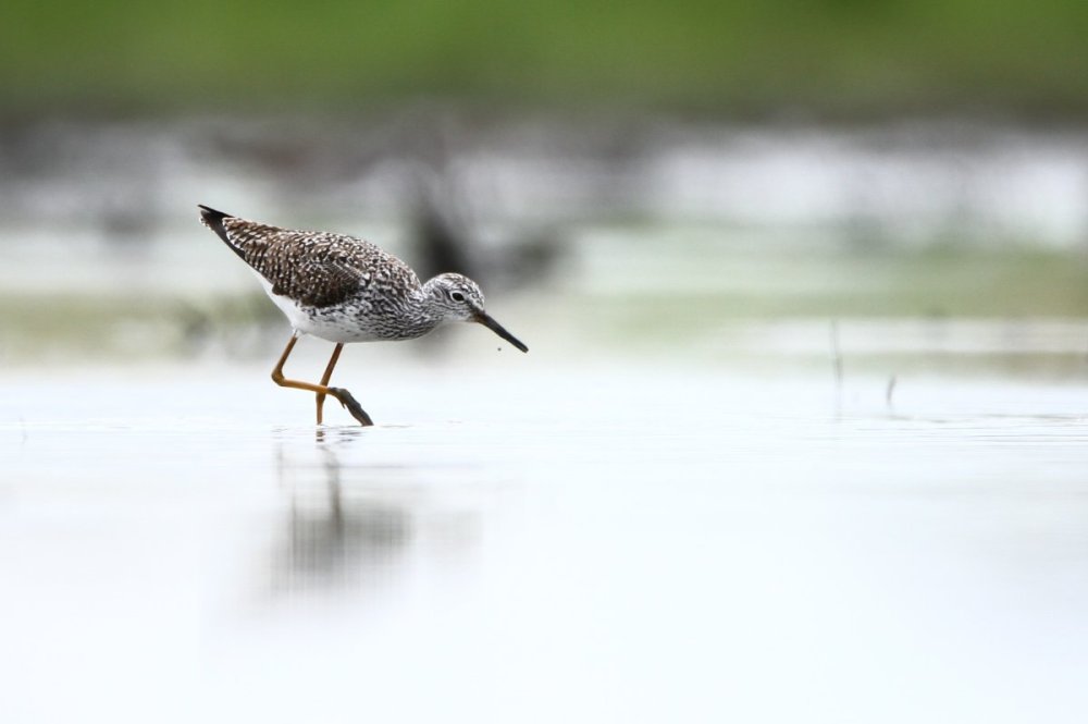 Lesser Yellowlegs #1.jpg