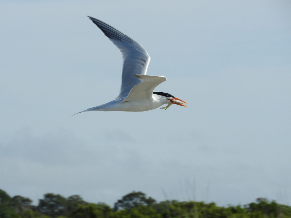 Royal Tern.PNG