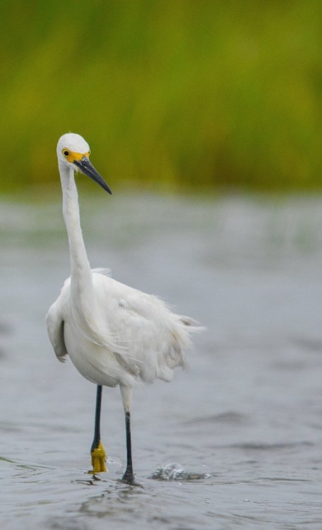 SNEG2 CROPPED.jpg