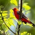 Tanager 101