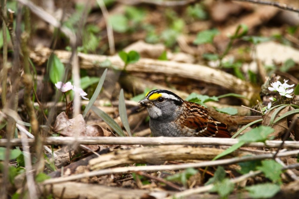 White-throated Sparrow #1.jpg