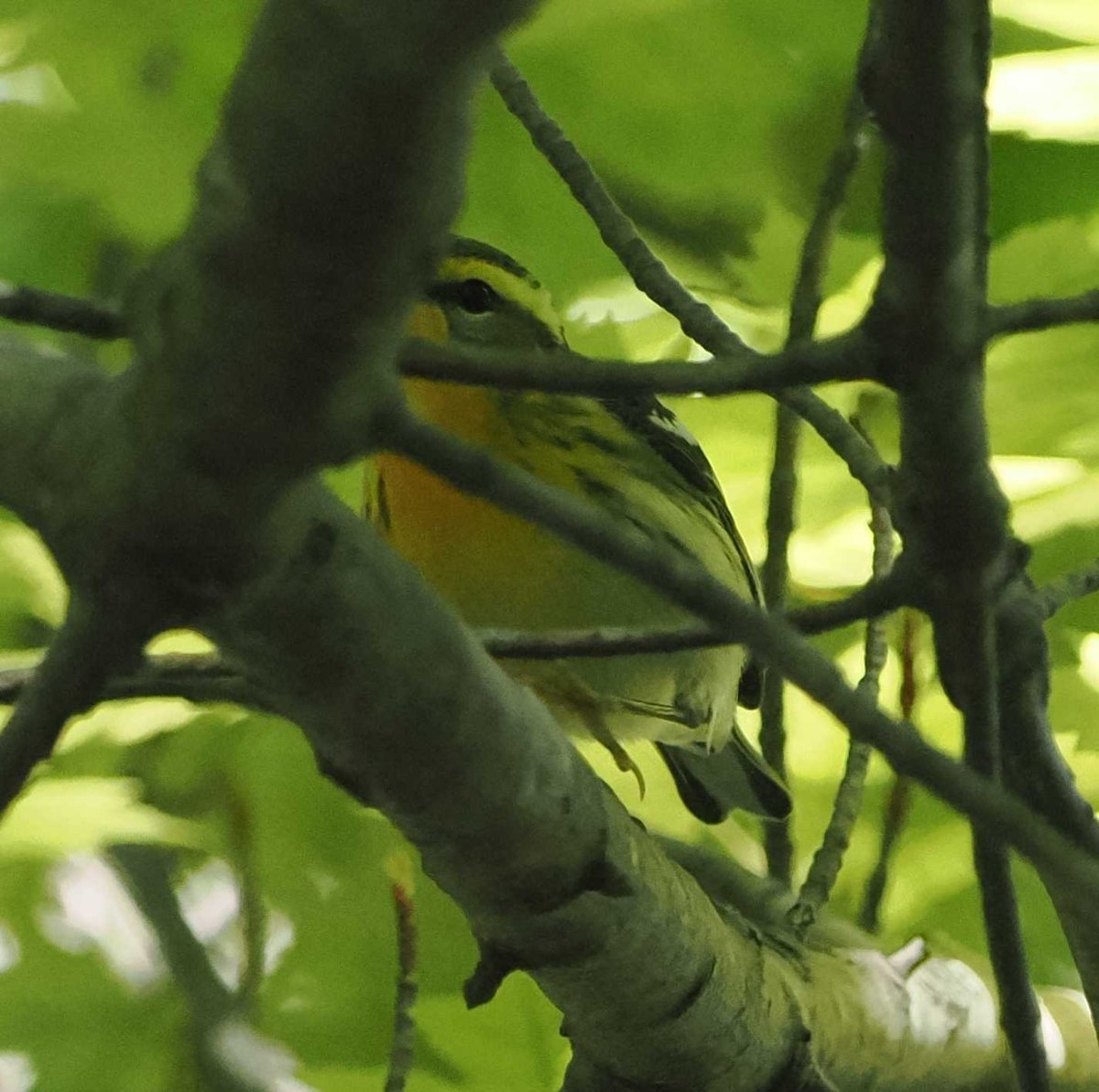 Illinois - Yellow-throated Warbler? - Help Me Identify a North American ...