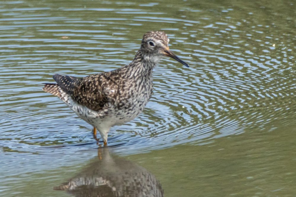 yellowlegs-3.jpg