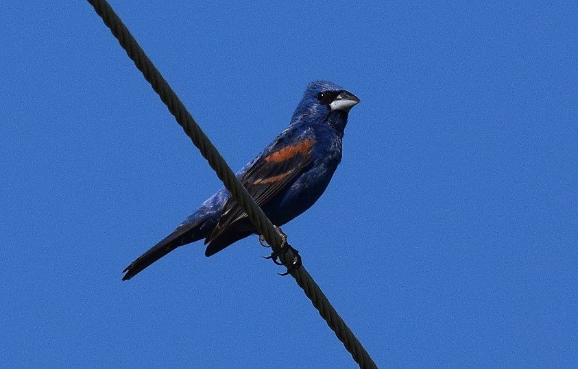 BlueGrosbeak6-26.jpg.475a17417949f9007370152177a0bffb.jpg