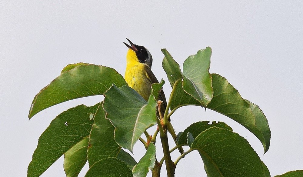 CommonYellowthroat6-25singing.thumb.jpg.7c752d8332ac6fe568d6e7da1dd1e0f1.jpg