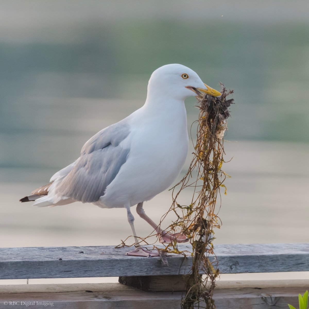 Herring Gulls still nest building/upgrading? Photo Sharing and