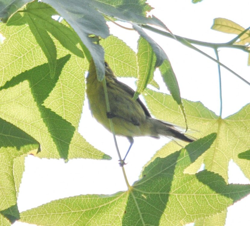 PRAW1 CROPPED.jpg