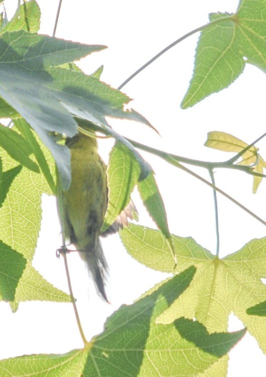 PRAW2CROPPED.jpg