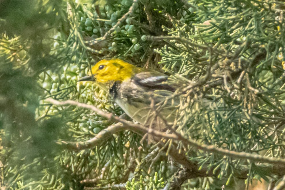 Pine warbler - Garret Mountain Reservation, NJ.jpg