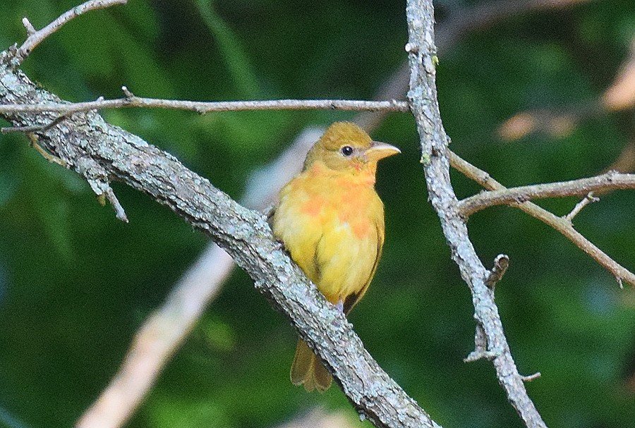 SummerTanager6-1immbest(1).jpg.bb30d8c6b17970f032add9dbe59fa573.jpg