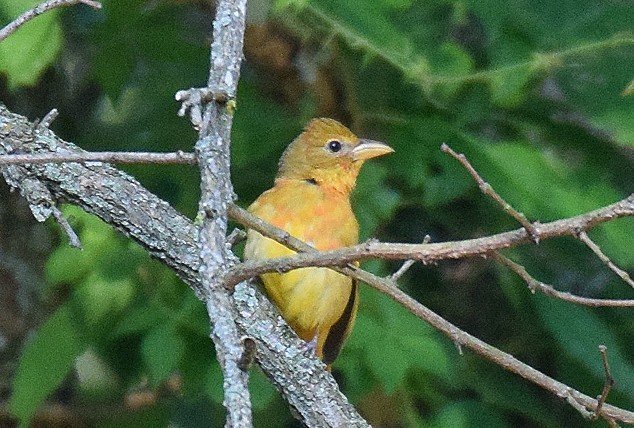 SummerTanager6-1immbest.jpg.2c29fec8eda5a904fcec481a8efe6bea.jpg