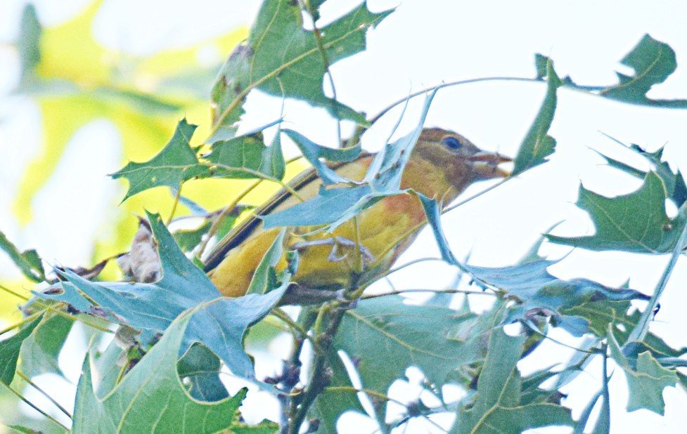 SummerTanager6-1withbee(1).jpg.4c89f3f6c3175aa463eb5c02fcd9d8d7.jpg